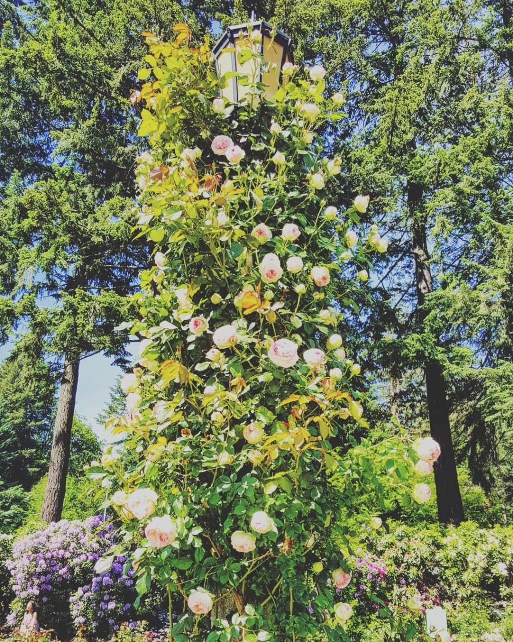 A Case of&nbsp;Infatuation