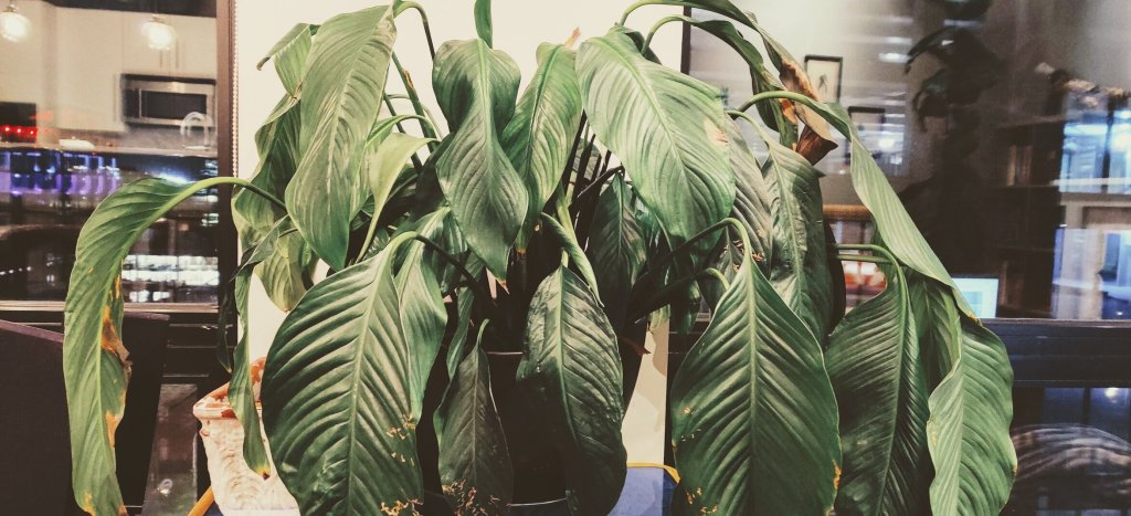 Death of a&nbsp;Lily