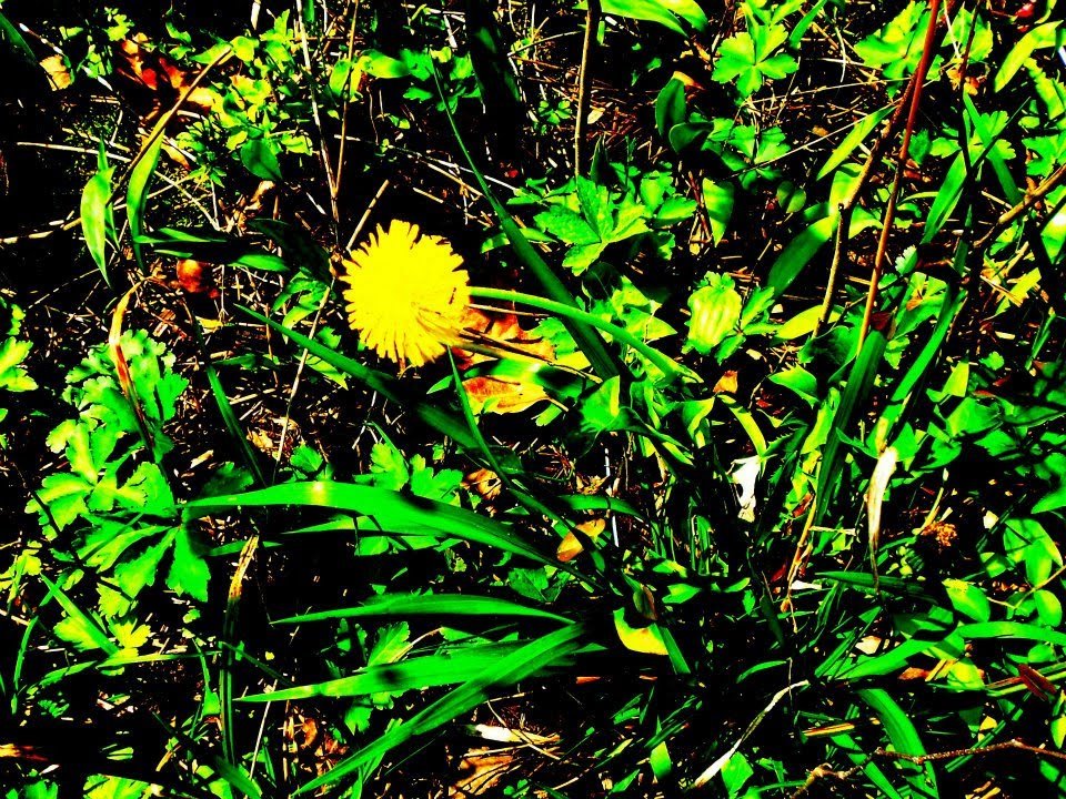 The Dandelion