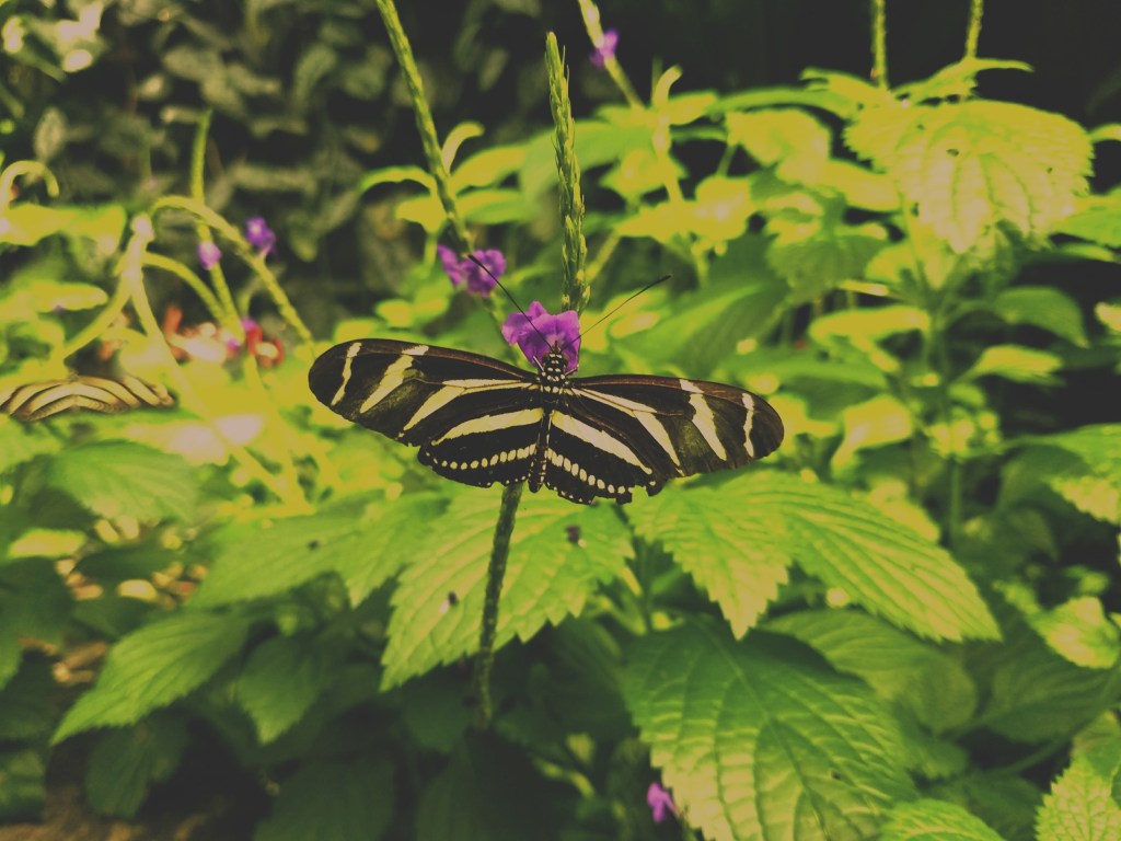 Stars and Butterflies