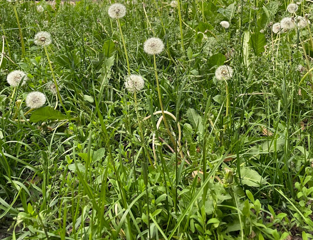 Before I Bought the Weed&nbsp;Killer