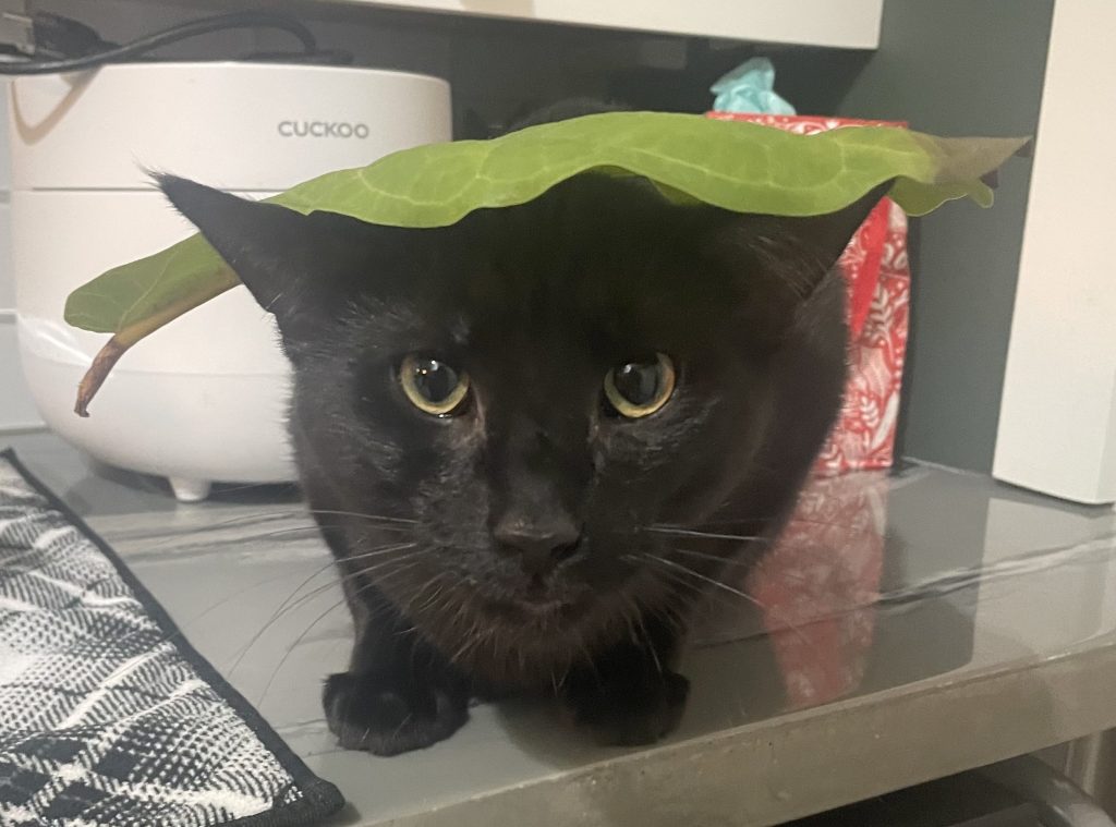 black cat with leaf on head